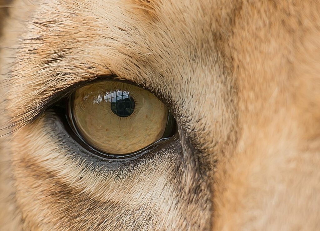 Um Konzentration darzustellen haben wir ein Bild von dem Auge eines konzentrierten Löwen