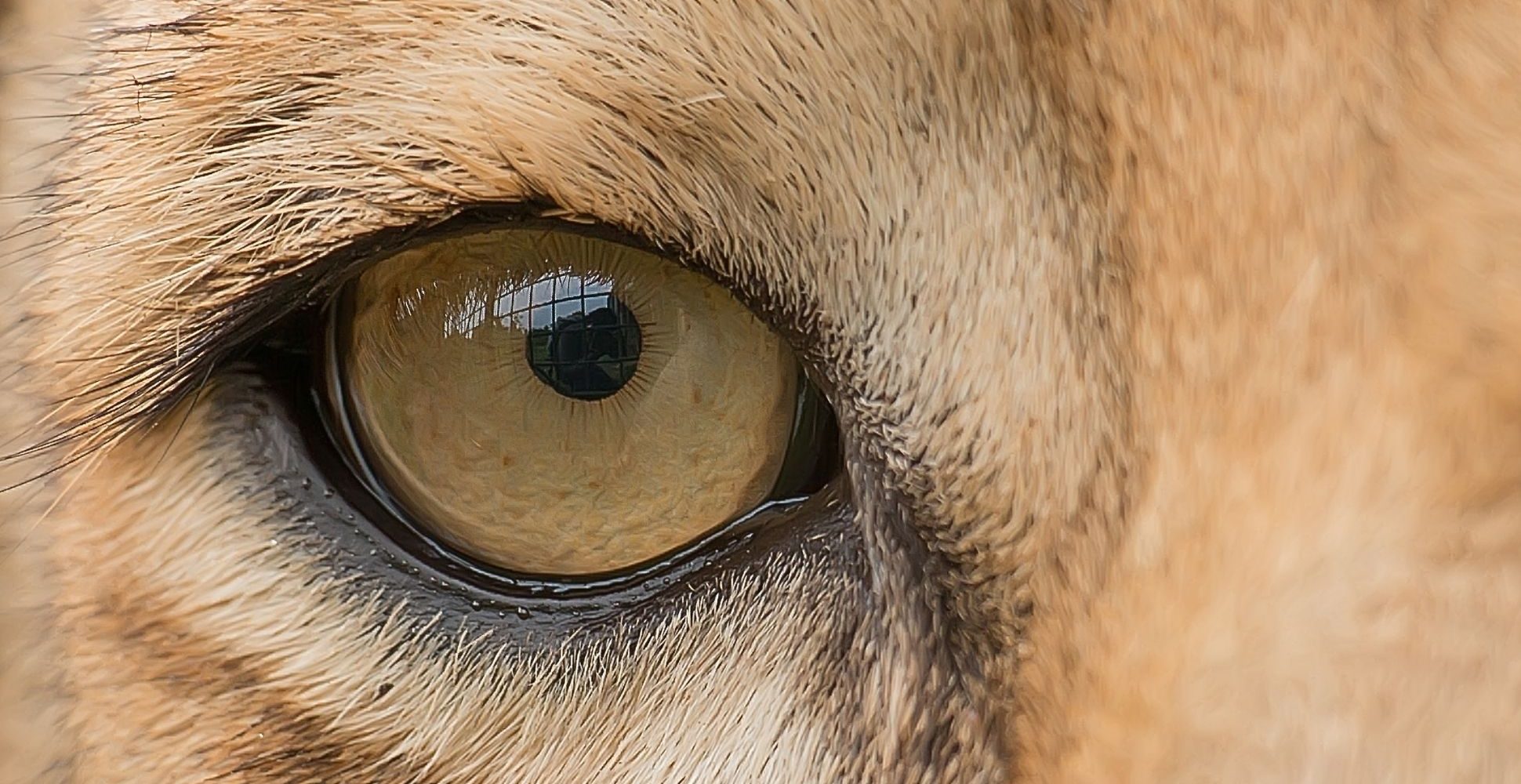 Um Konzentration darzustellen haben wir ein Bild von dem Auge eines konzentrierten Löwen